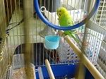 インコ